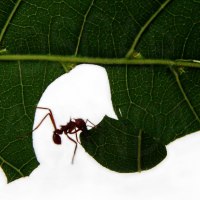 Cosechando para vivir: las hormigas arrieras