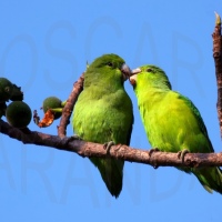 La monogamia en el mundo de las aves: ¿Existe la fidelidad?