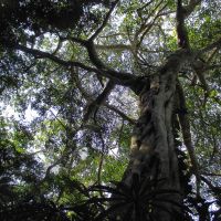 Los árboles, seres mágicos y espirituales